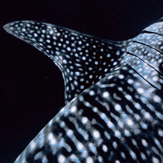 Swimming with Whale Sharks - Zero Waste Cartel