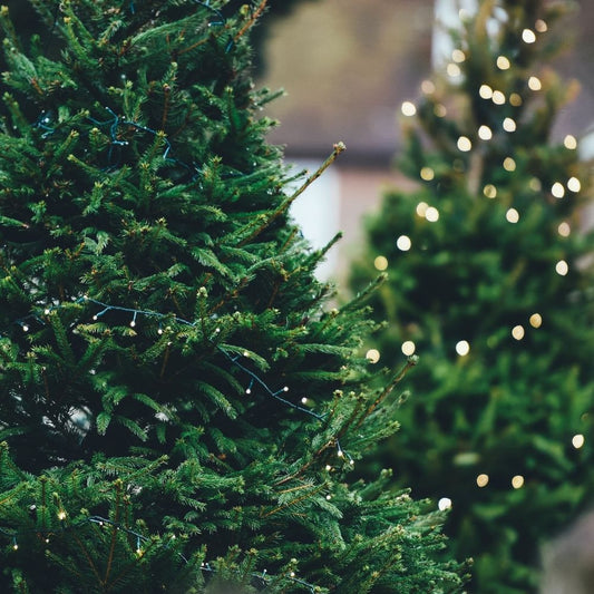The Ultimate Guide To A Sustainable Christmas - Zero Waste Cartel