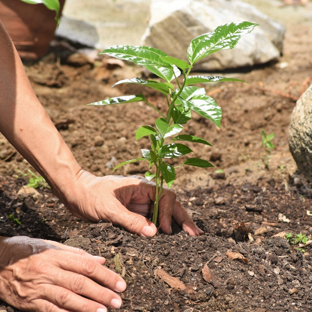 WHAT IS ZERO WASTE CARTEL visual data 7